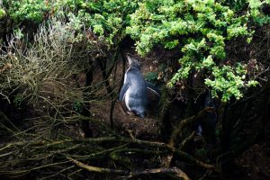 Nugget Point - penguin