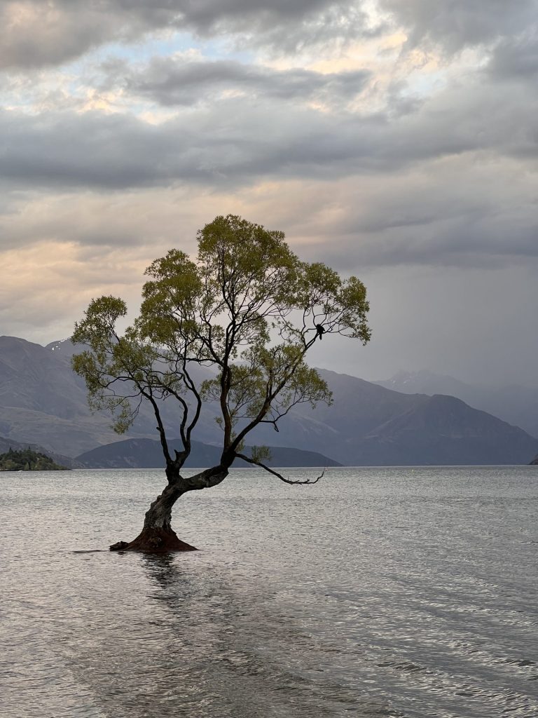 Wanaka Tree