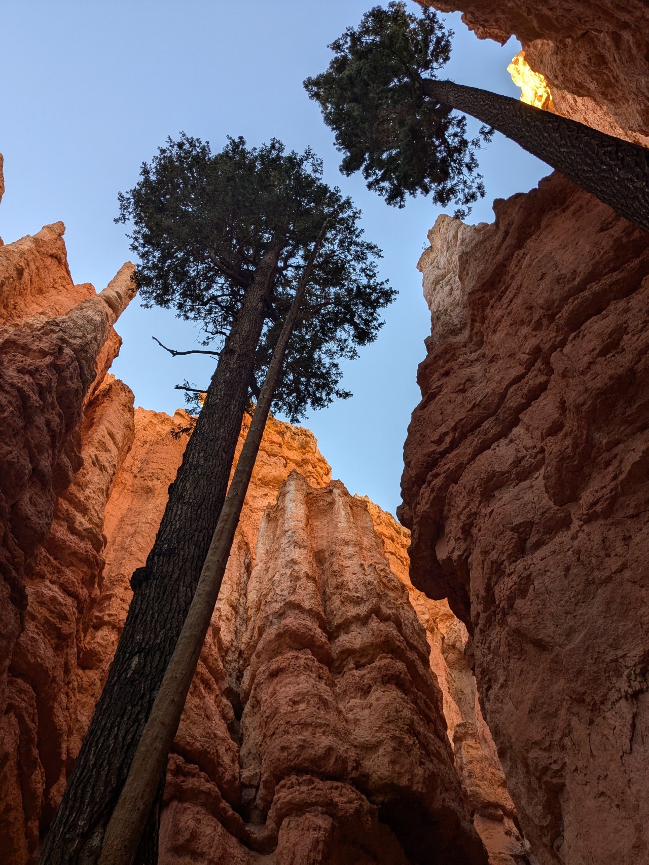 Bryce Tree