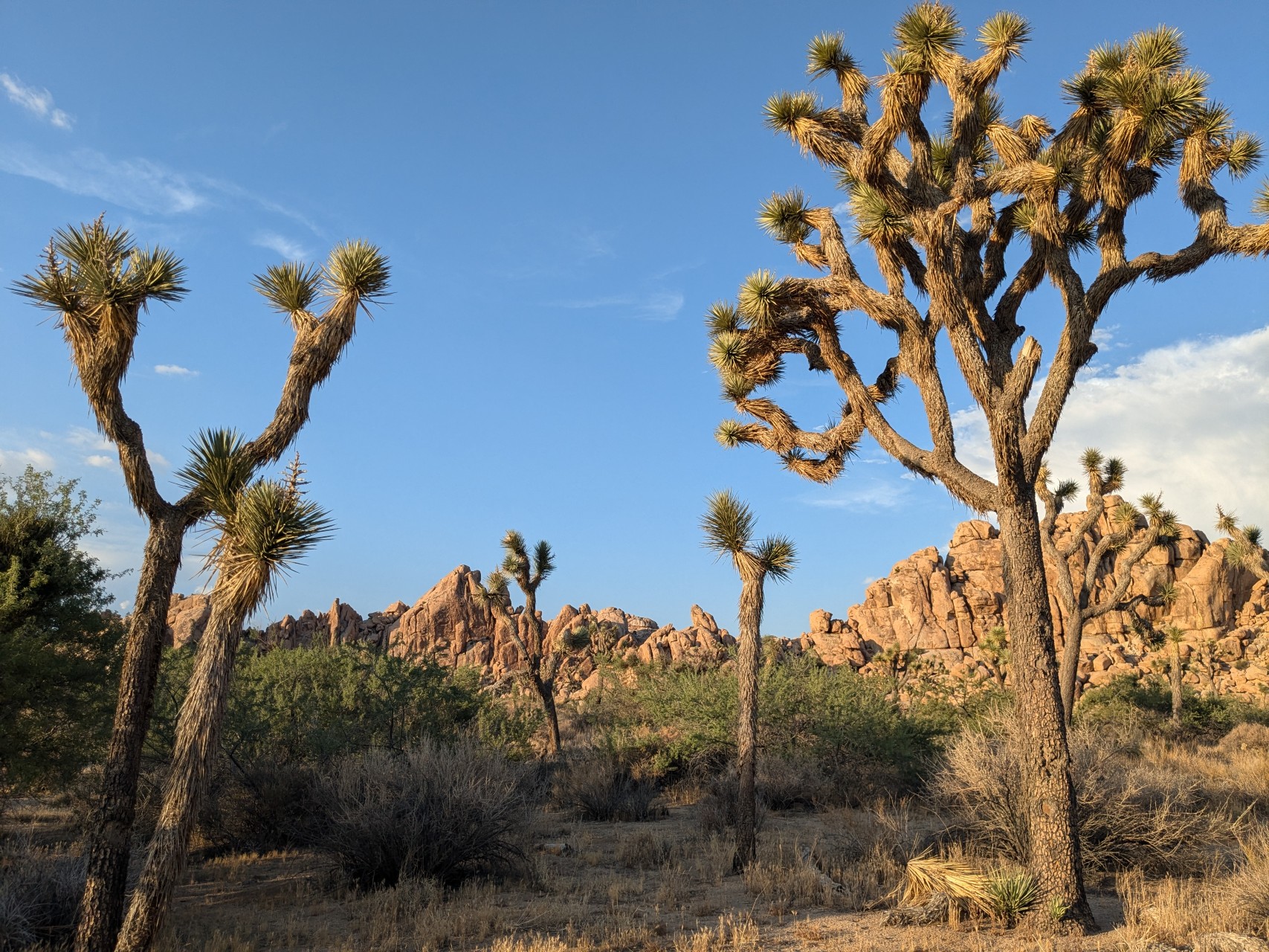 Joshua Tree National Park - Photo 1