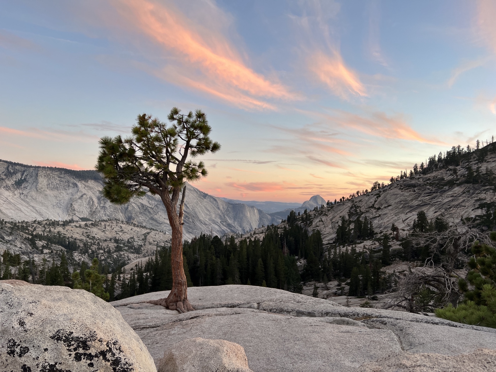 Yosemite_Tree